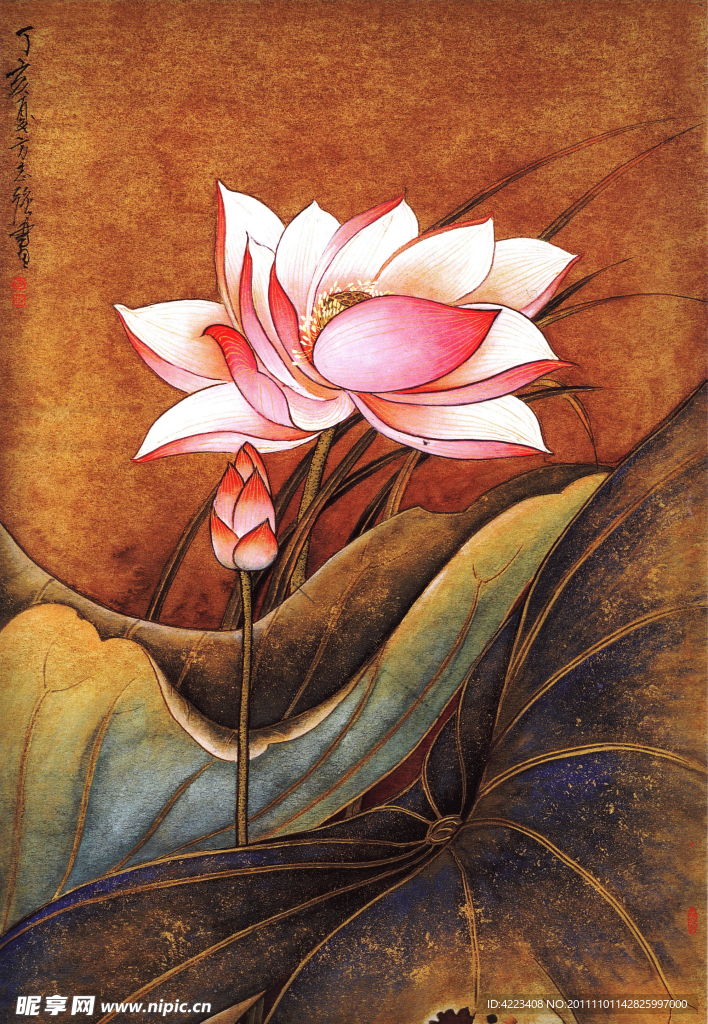 荷花