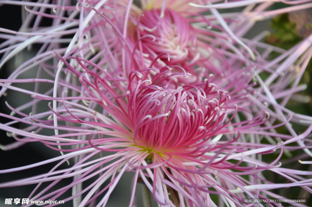 菊花