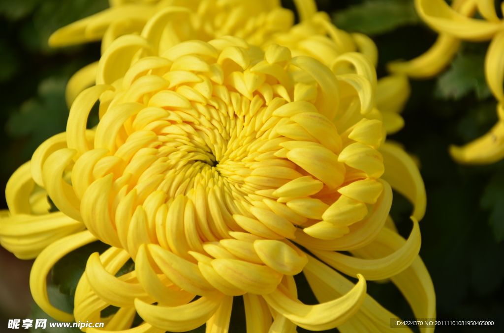 菊花