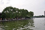 大明湖的垂柳