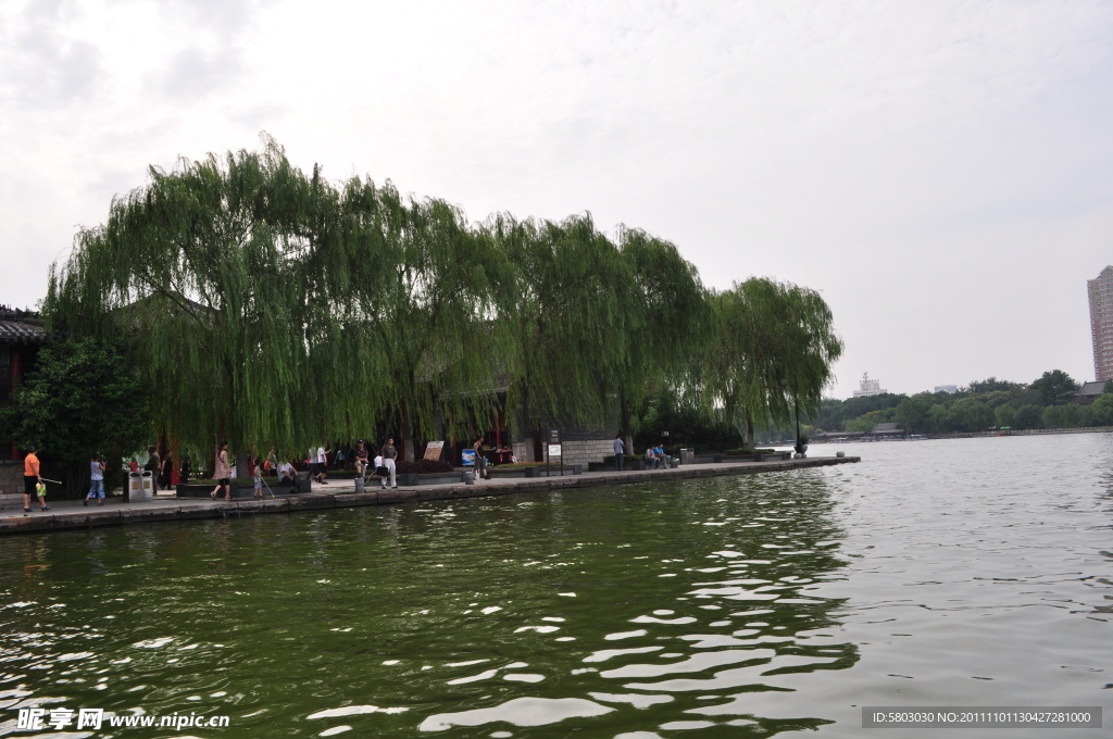 大明湖的垂柳