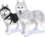 狼狼