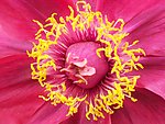 牡丹花蕊
