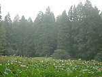 园林自然风景