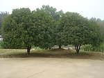 桂花树