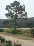 松树