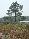 松树