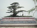 盆景