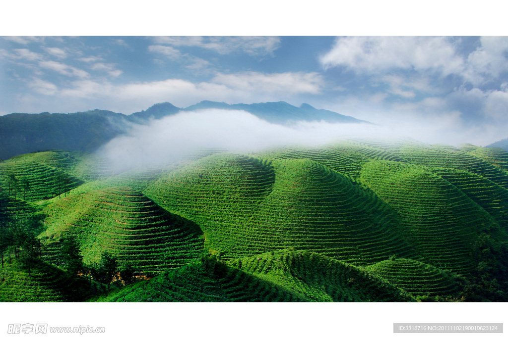 生态茶园(非高清)