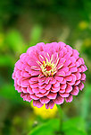 百日菊