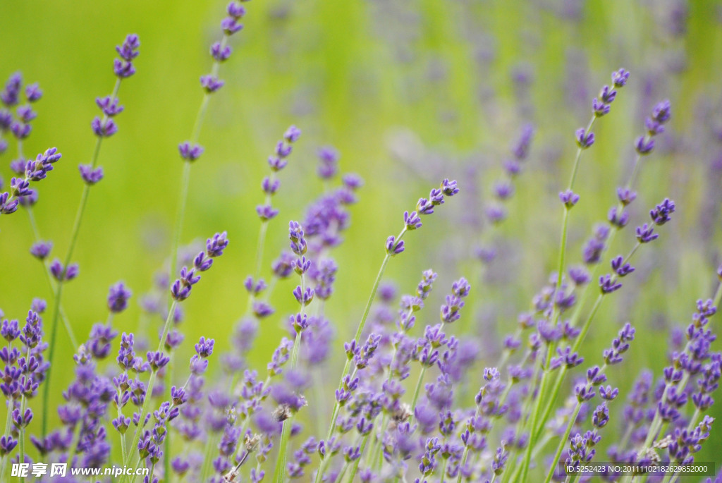 薰衣草