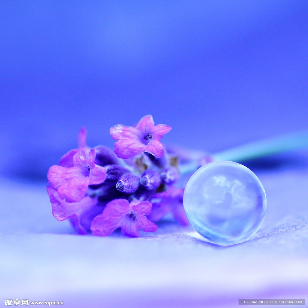 薰衣草