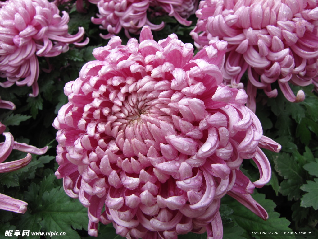菊花