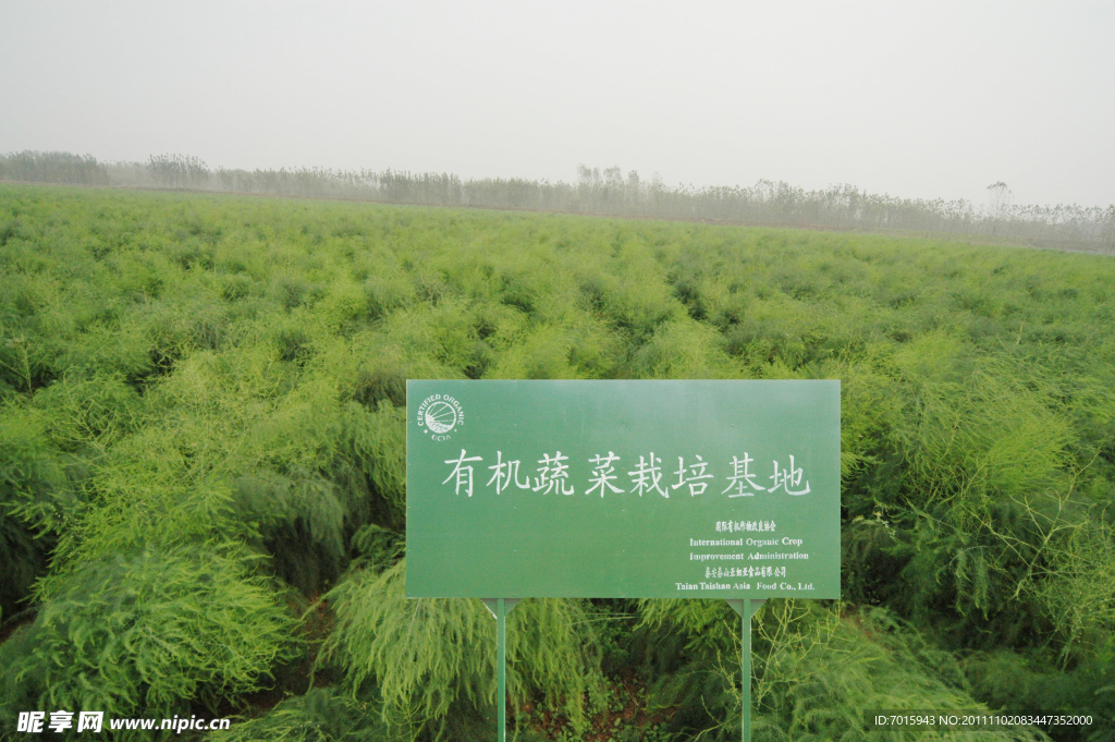 有机蔬菜基地