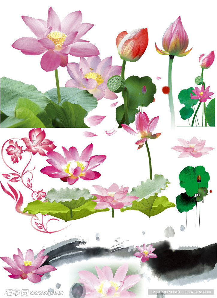 荷花素材