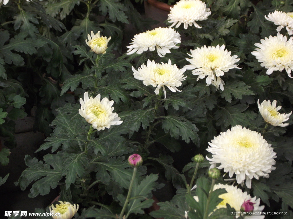 菊花