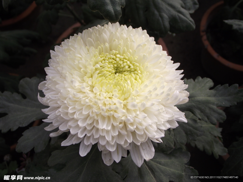菊花