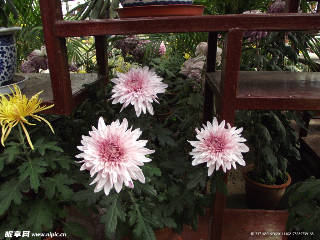 菊花
