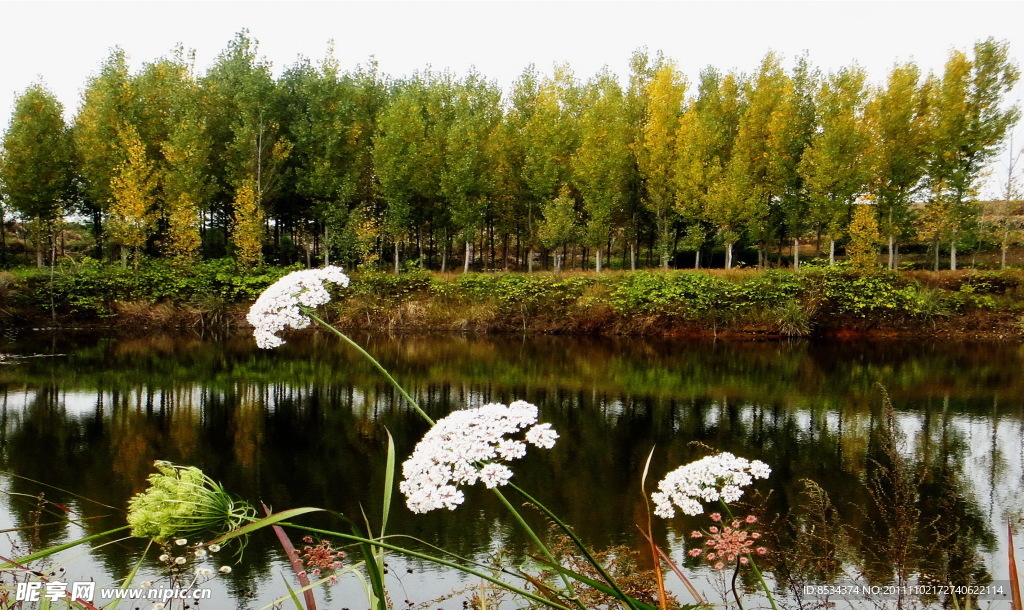 金树银花