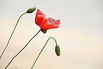 小花