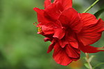 扶桑花