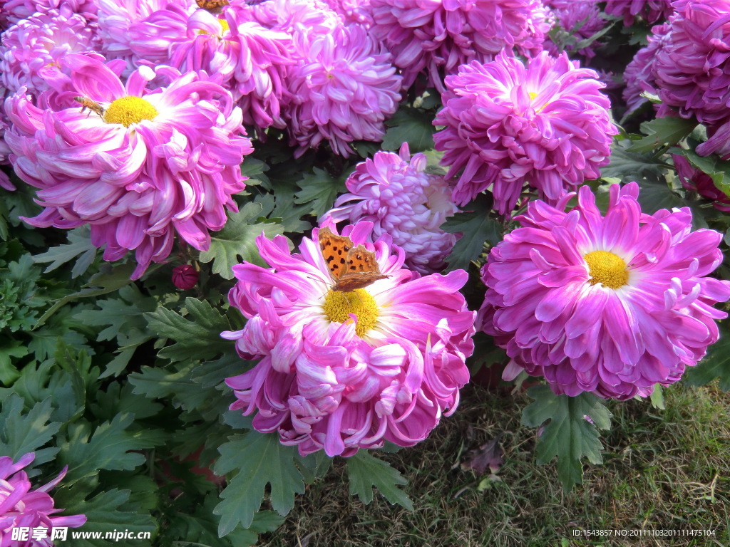 菊花蝴蝶和蜜蜂