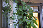 攀枝 办公室花草