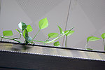 绿色花草 攀枝