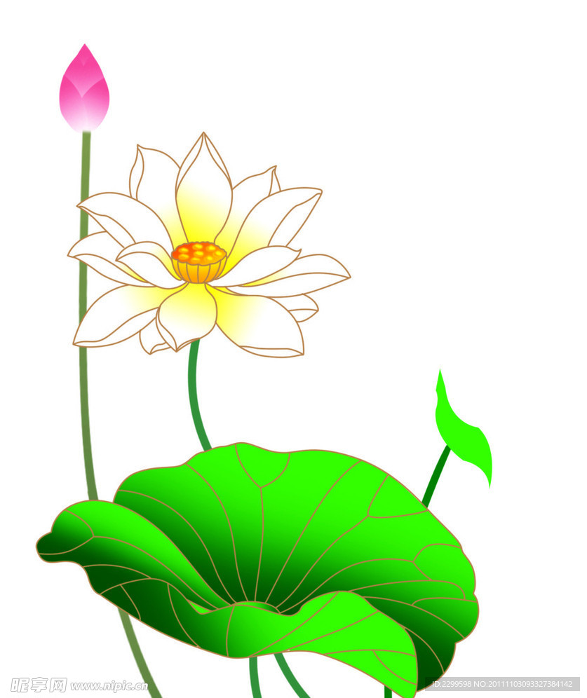 荷花