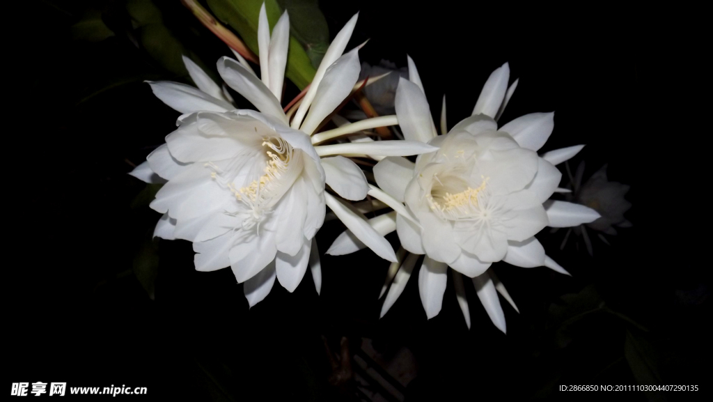 昙花