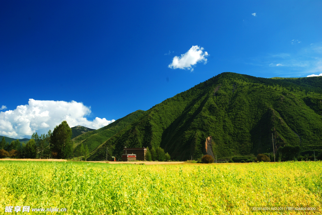 麦田