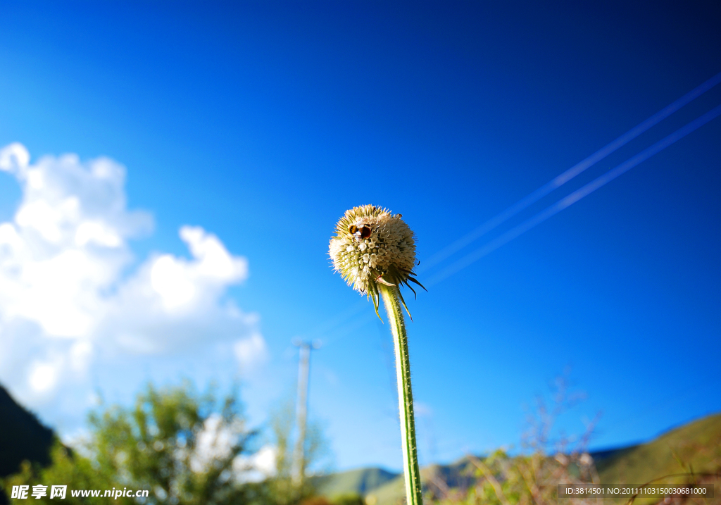 单枝花