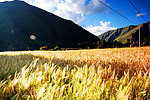 麦田