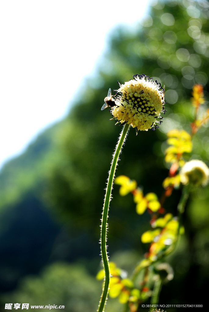 蜜蜂采花