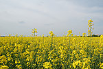 油菜花