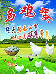 乌鸡蛋