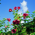 仙湖植物园 蜀葵