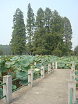 园林风景