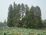 杉树