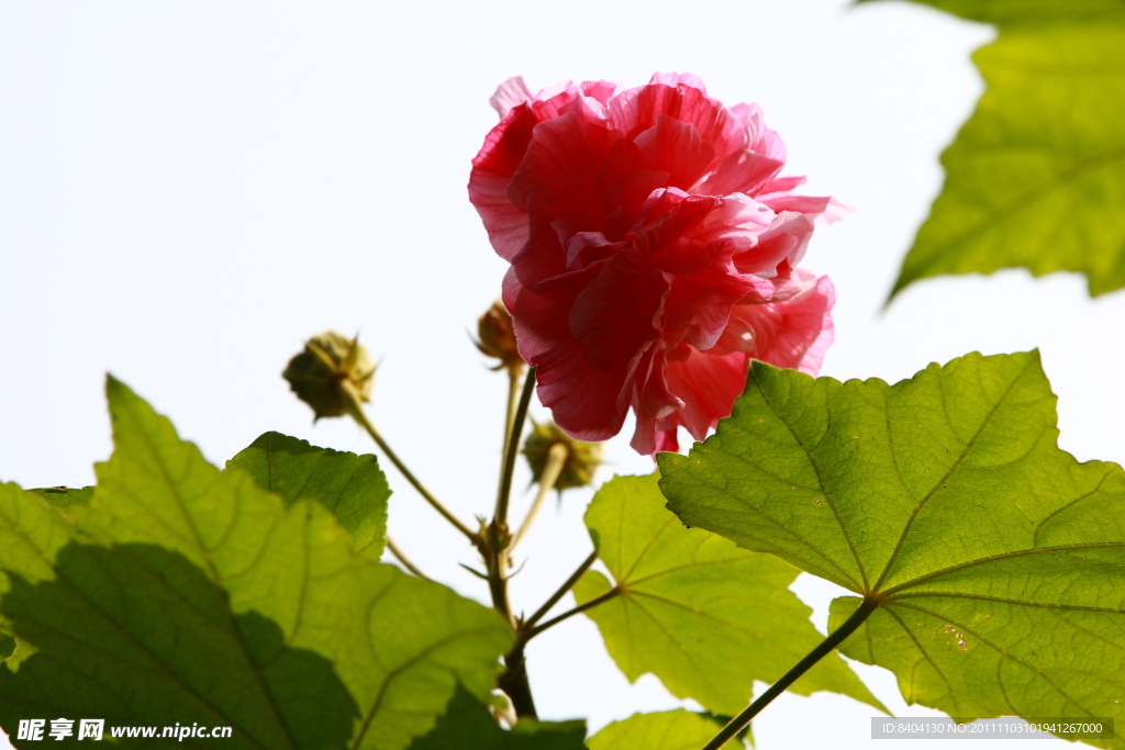 木芙蓉花