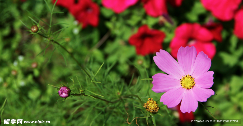 格桑花