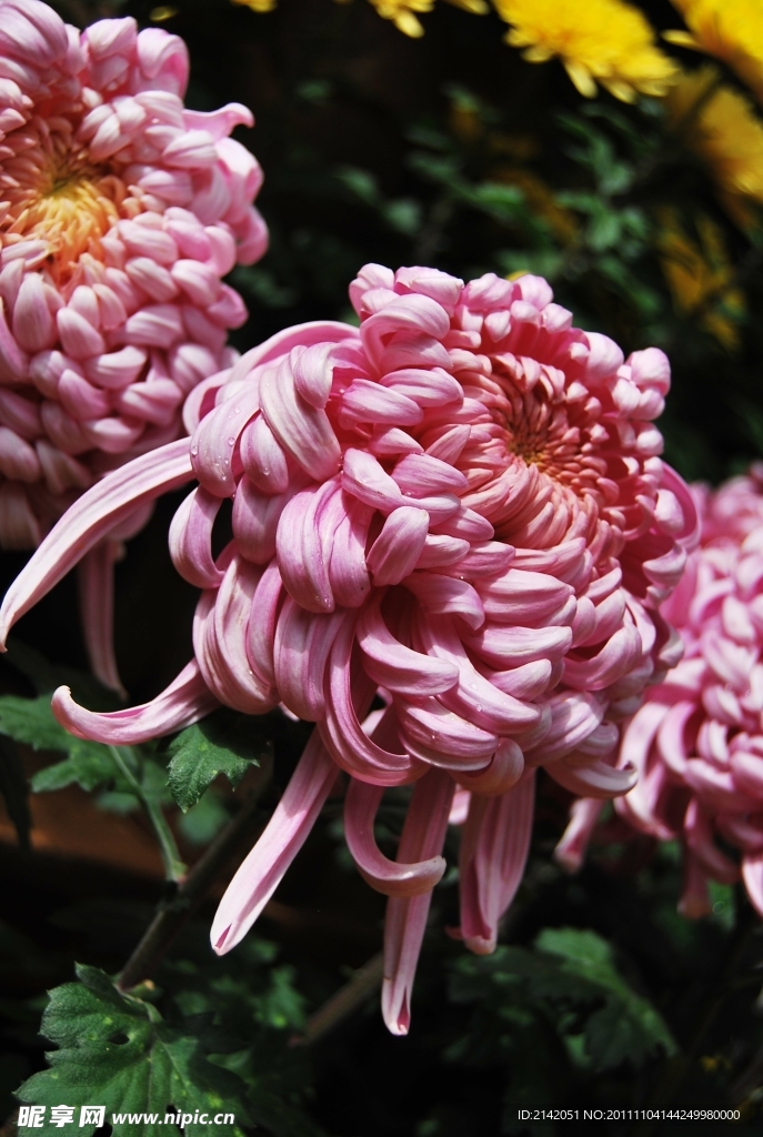 粉红菊花