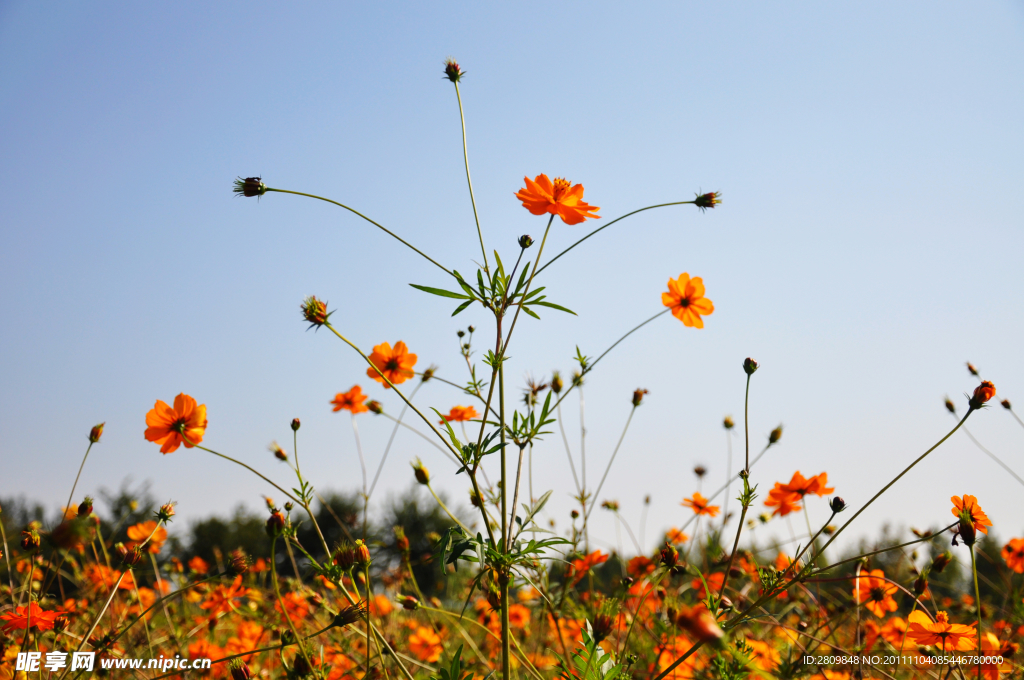 橘黄色菊花