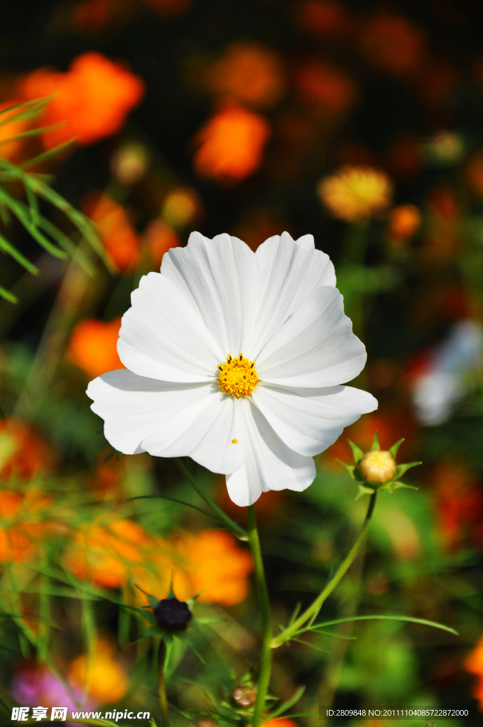 白菊花