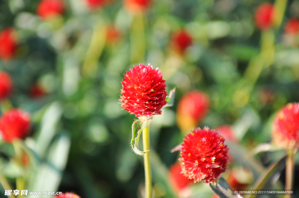 小头红色菊花