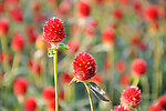 红色菊花