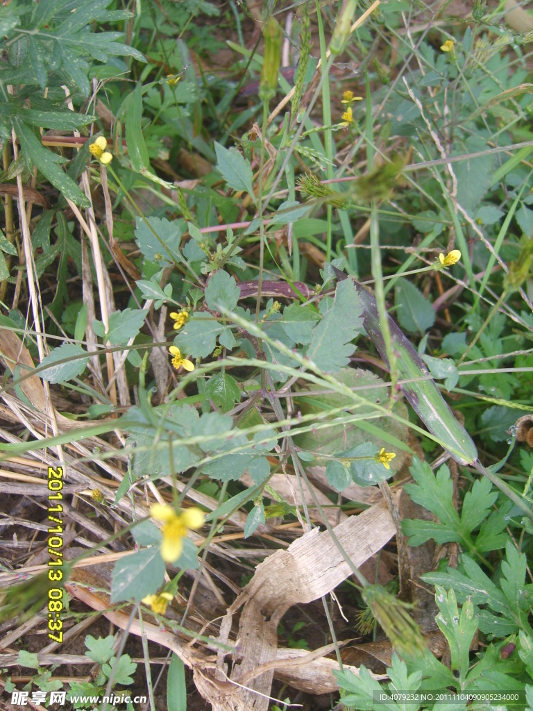 黄色小野花
