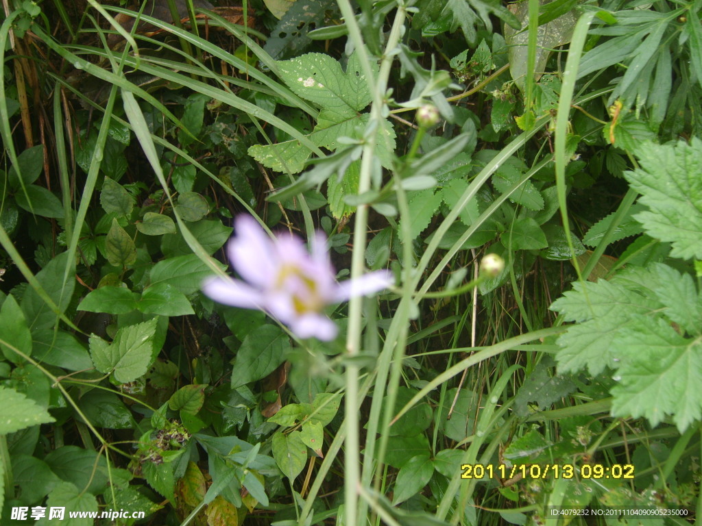 紫色野菊花