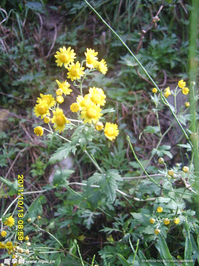 黄色野菊花