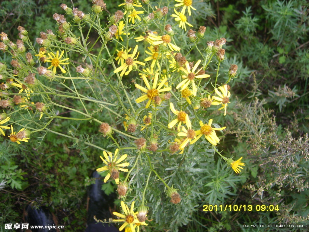 黄色野菊花